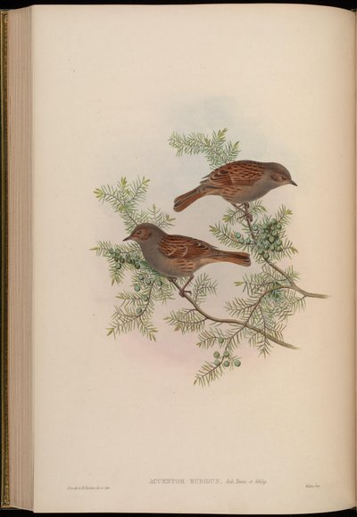 Accentor rubidus = Prunella rubida - John Gould